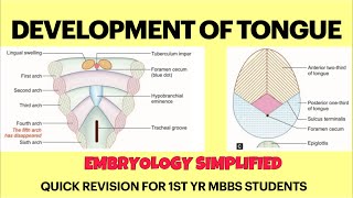 Development of tongue  Embryology  Quick revision for 1st yr MBBS Anatomy exams  NEET PG NEXT [upl. by Rosati]