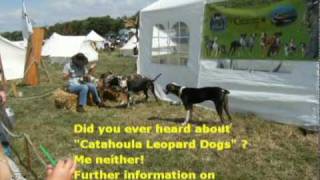 Louisiana Catahoula Leopard Dog [upl. by Adnawaj]