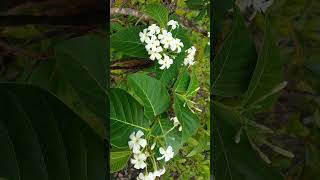 🌻⁵☆•¹◇¹ ▪︎ Indrajao Fever Pod Holarrhena pubescens in Dogbane Family  Observed in Description [upl. by Esojnauj175]