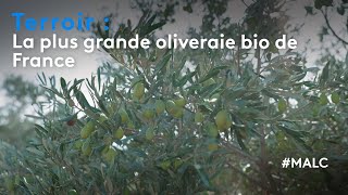 Terroir  la plus grande oliveraie bio de France [upl. by O'Shee]