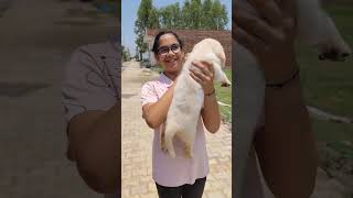 Labrador female going new home dog [upl. by Seyer]