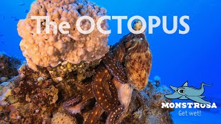 OCTOPUS quotThe Chameleon of the Seaquot [upl. by Nairdad309]