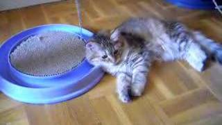 Siberian cat four months old [upl. by Teodor]