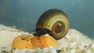 Planorbarius corneus  Posthornschnecke  Great Ramshorn Snail [upl. by Neelyhtak]