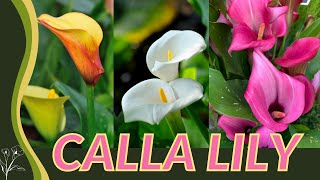 The Beginners Guide to CALLA LILY Zantedeschia aethiopica quotArum Lilyquot 💐💐💐 [upl. by Ymmot]