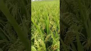 Mid Early Paddy Variety kaise hai comment me jarur bataye paddy kishan [upl. by Aratihc]