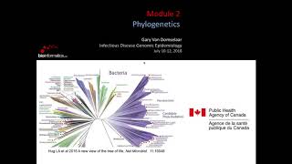 Phylogenetics [upl. by Eikcin]