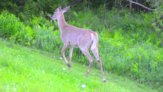 Deer at Carriage House Cottage in Bar Harbor Maine [upl. by Hsirrehc]