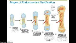 Ossification Steps [upl. by Aita]