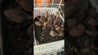 adromischus marianiae reddurian 多肉植物 succulents アドロミスクス [upl. by Mehelhteb]