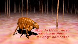 Understanding Flea and Tick Control [upl. by Boris114]