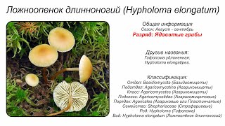 Ложноопенок длинноногий Hypholoma elongatum [upl. by Ahtaela]