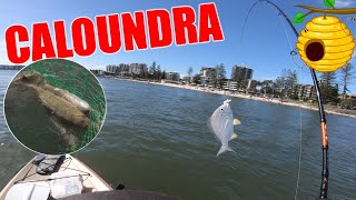 🎣CALOUNDRA HONEY HOLE  TARWHINE SWEETLIP amp OTHERS [upl. by Enirahtac]