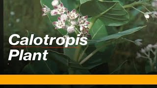 Calotropis plant explain according to NCERT [upl. by Levin]