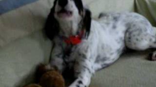 English Setter Singing [upl. by Lengel]