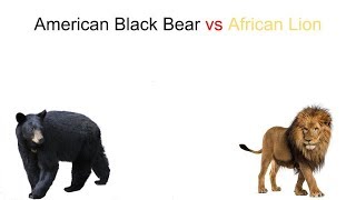 American Black Bear vs African Lion 2018 [upl. by Aynatal]