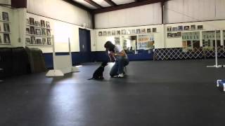 Nathan Learns to Come  Dog Training Lesson by Connie Cleveland [upl. by Chiarra]