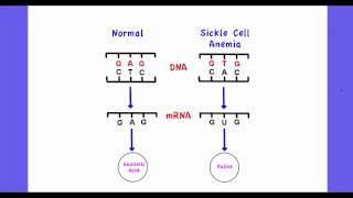 414 Explain the consequences of a base substitution mutation [upl. by Cinamod980]