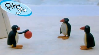 Pingus Family and Friends 🐧  Pingu  Official Channel  Cartoons For Kids [upl. by Aderfla]