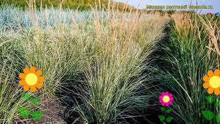 Вейник заостренноцветковый Овердам Краткий обзор описание calamagrostis x acutifolia Overdam [upl. by Newsom]