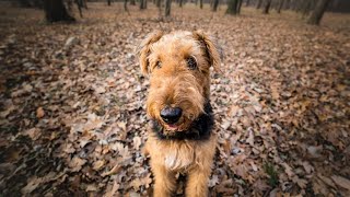 Calming Your Airedale Terrier During Thunderstorms [upl. by Niatsirhc]