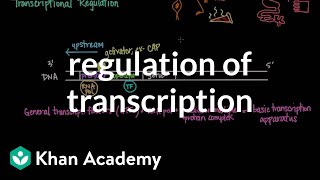 Regulation of transcription  Biomolecules  MCAT  Khan Academy [upl. by Adekahs]