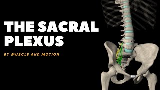 The Sacral Plexus and the Sciatic Nerve [upl. by Heda130]