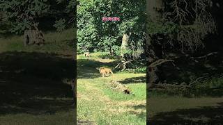 Knowsley Safari Park England safariyoutubeshorts shorts fun [upl. by Karin867]