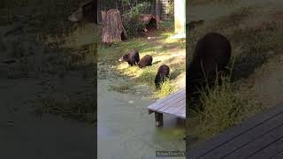 Black Bears at Audubon Zoo [upl. by Ojok]