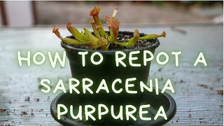 How To Repot A Sarracenia Purpurea Trumpet Pitcher Plant Repotting Soil Mix and Care Instructions [upl. by Michaud165]