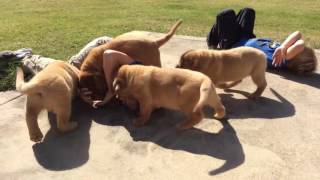 Dogue de Bordeaux Pups 8 weeks old [upl. by Gosser165]