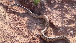 Rattlesnake and Bullsnake [upl. by Suivatco847]