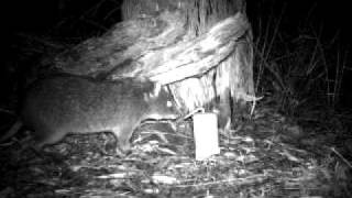 Long Footed Potoroo Potorous longipes [upl. by Mars366]