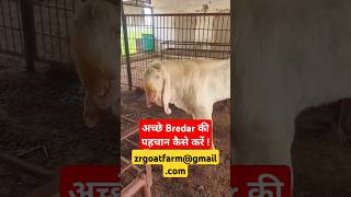 अच्छे ब्रीडर की पहचान क्या है। goat bakripalan goatfarm animals sorts trending goathusbandry [upl. by Bordiuk]