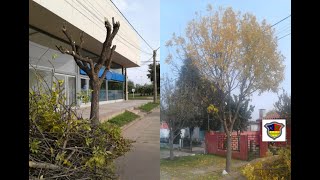 Clase teórica Poda correcta de árboles ornamentales en espacio público [upl. by Bili]