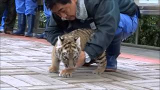 アムールトラの赤ちゃんのデビュー④ Debut of baby Amur Tiger ④ [upl. by Jd]