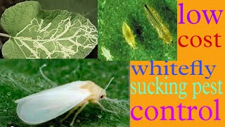 whitefly control  सफेद मक्खी नियंत्रण  all agriculture [upl. by Ray]