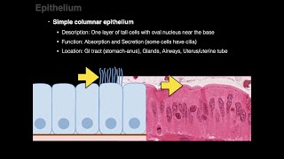 Epithelium [upl. by Orvie725]