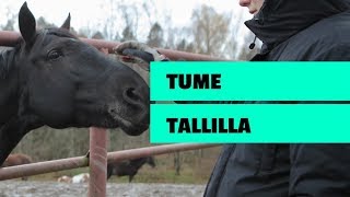 TUME OIKEISSA TÖISSÄ 2 Hevostallilla [upl. by Caryl]