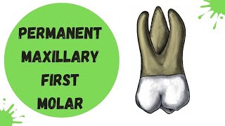 Permanent Maxillary First Molar  Tooth Morphology Made Easy [upl. by Kealey]