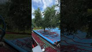 Planting fruit tree seedlings EP70 satisfying short [upl. by Airyk]