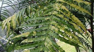 Angiopteris evecta Giant fern variegatedplants worth 250k Kingfern [upl. by Felipe]