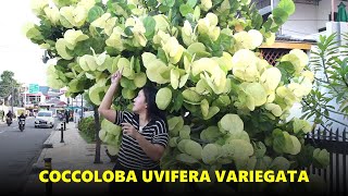 PLANTIFUL SERIES Coccoloba Uvifera Variegata yang Sangat Cantik  Hati  hati Saat Membeli [upl. by Anifad]