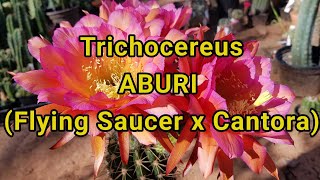 Cactus Video Trichocereus Hybrid ABURI [upl. by Aeriell]