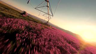 Sainfoin Farming in Montana [upl. by Knitter]