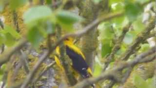 The Golden Oriole  Britains rarest bird [upl. by Teyut36]