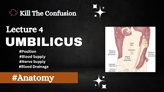 Umbilicus Anatomy  Position  Blood Supply  Nerve Supply  Blood Drainage  Anatomy  KTC [upl. by Nela540]