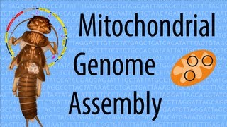 Mitochondrial Genome Assembly based on low coverage 454 data Vlog 5 [upl. by Yttisahc]