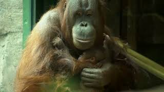 Orangutan Mom Kitra Cuddles With Baby [upl. by Saxena917]