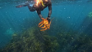 Crayfish Congregation while Winter Spearfishing [upl. by Olinad]